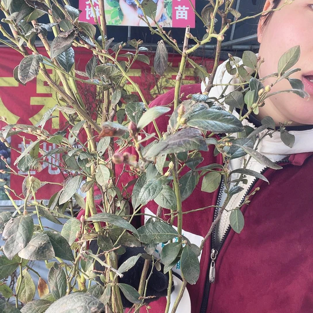 完全开放大果纯甜可口蓝莓