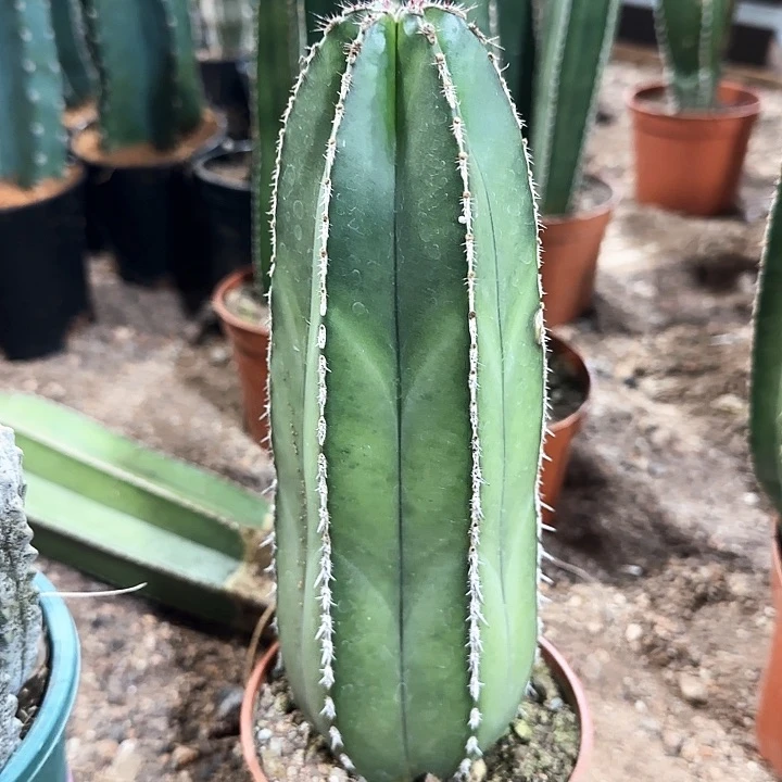 ?****?白云阁胖嘟嘟11111111