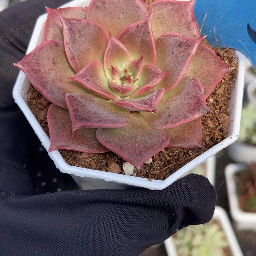 035米亚多肉植物多肉