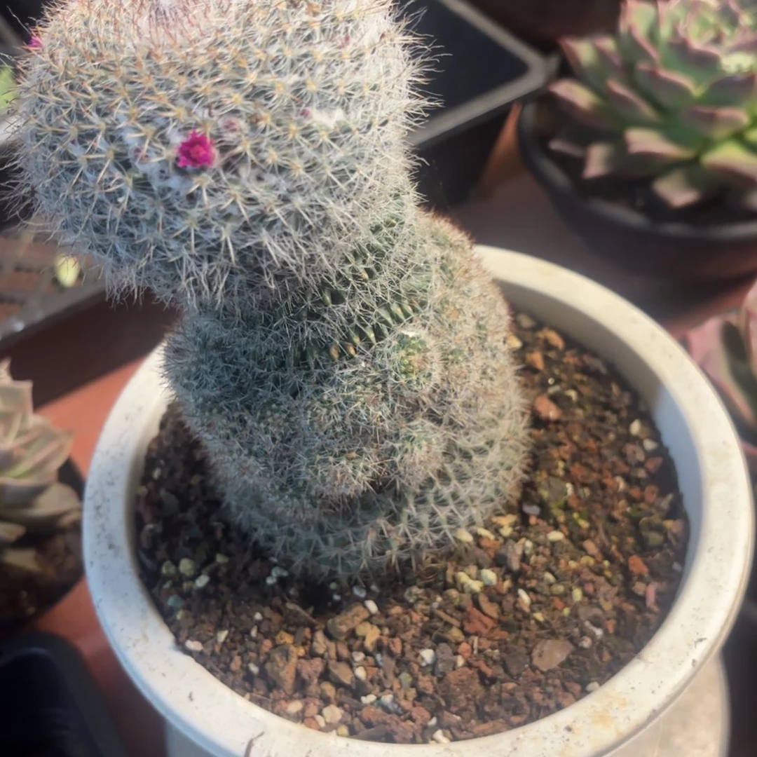仙人掌植物012号一颗