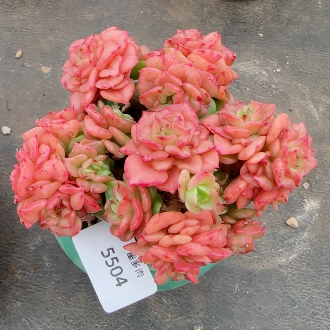 蜡牡丹，5504多肉植物
