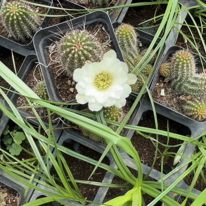 矮胖白檀769单颗带跟