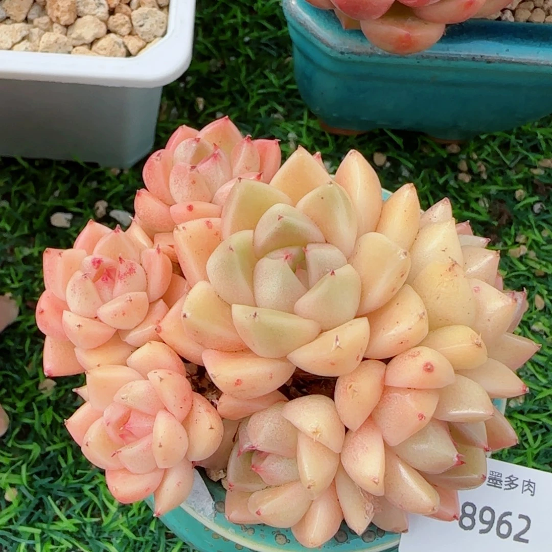 石英群，8962多肉植物