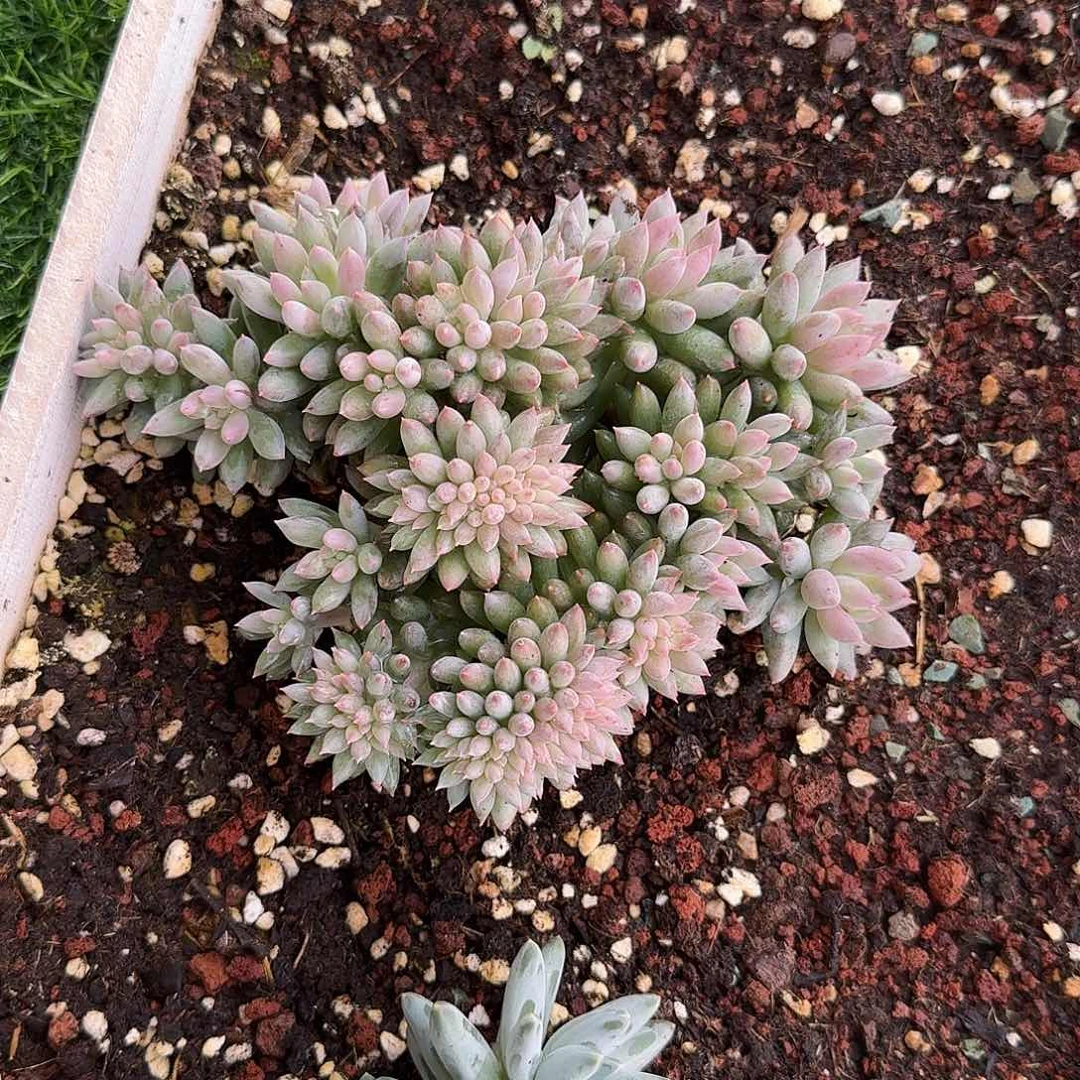 所罗门缀化多肉18公分