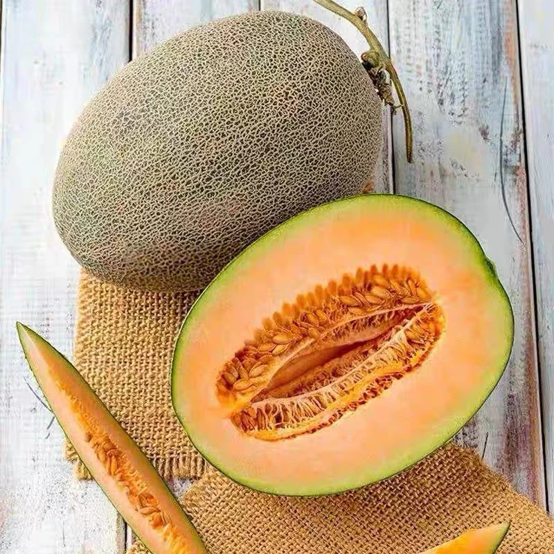 海南晓蜜哈密瓜个大饱满香甜多汁 带箱10斤