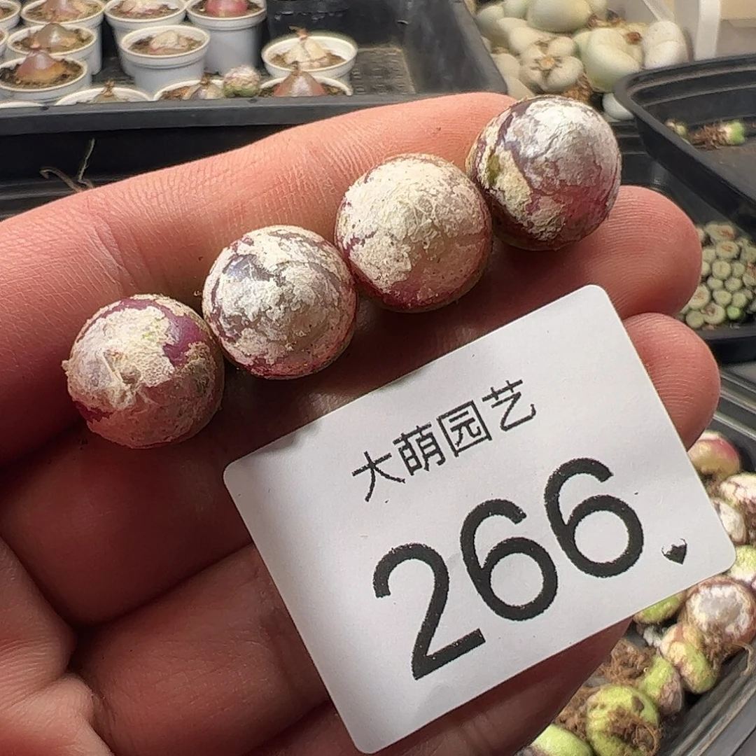 一物一拍。       266