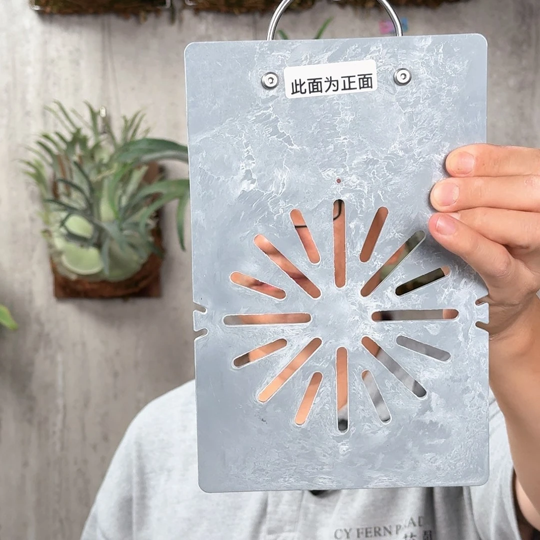 完全开放柠檬鹿鹿角蕨代上板dou