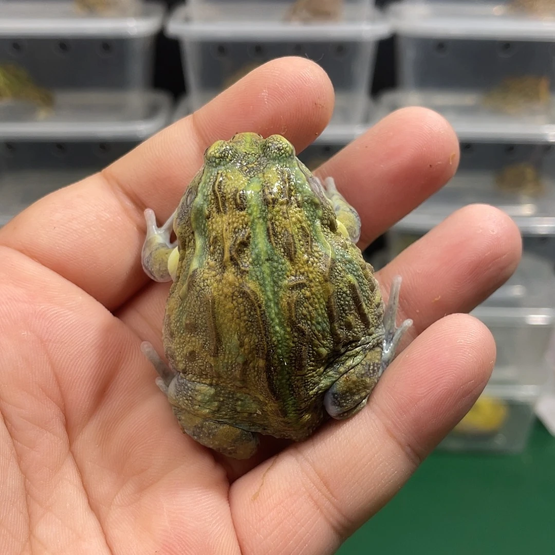 角蛙非牛到货拍摄开箱视频包邮包活