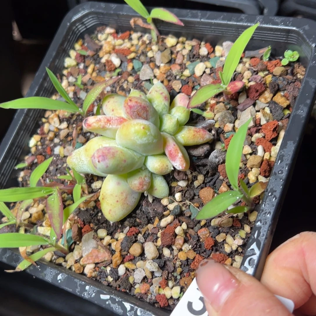 3556哈哈哈哈哈哈哈哈哈