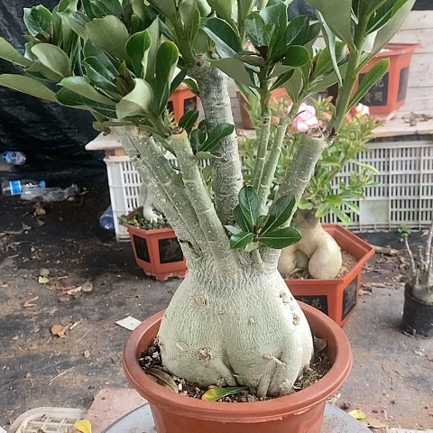 【闪购商品】小**、绿植