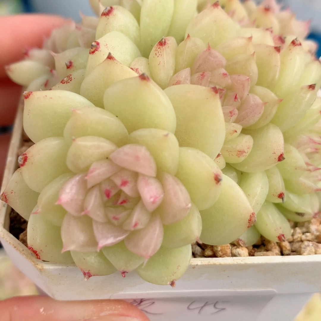 38麦秆群58包邮  群生不包整