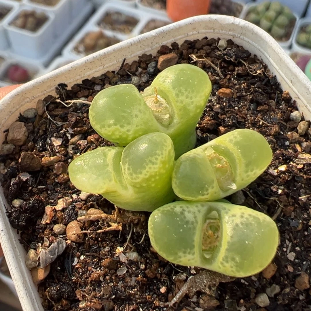 022多肉植物种类