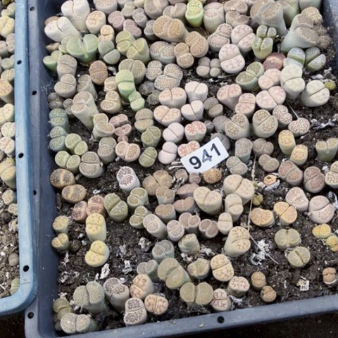 941生石花一物一图如图