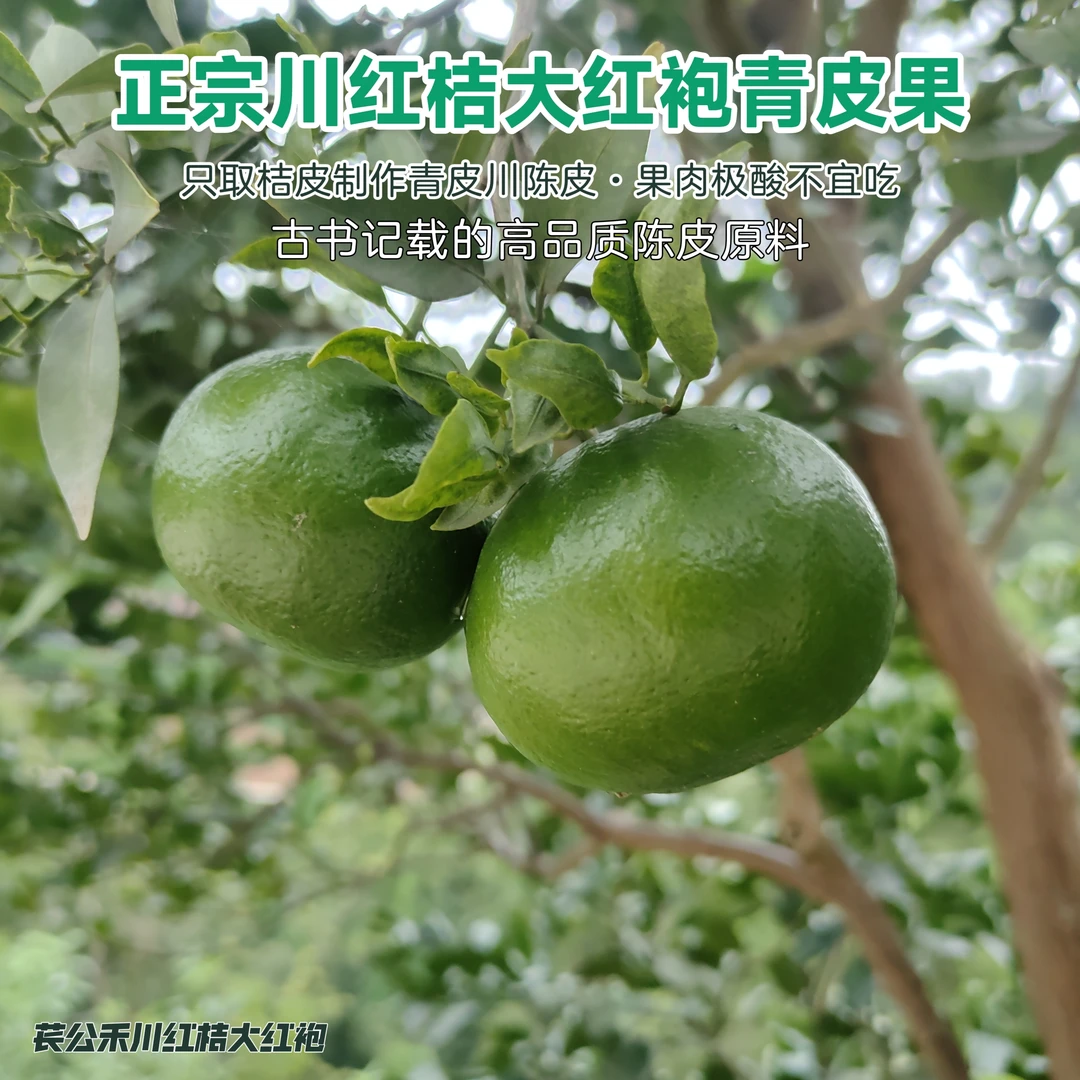 苌公禾【郡家】正宗川红桔大红袍青皮二红果四川老树红橘陈皮原料