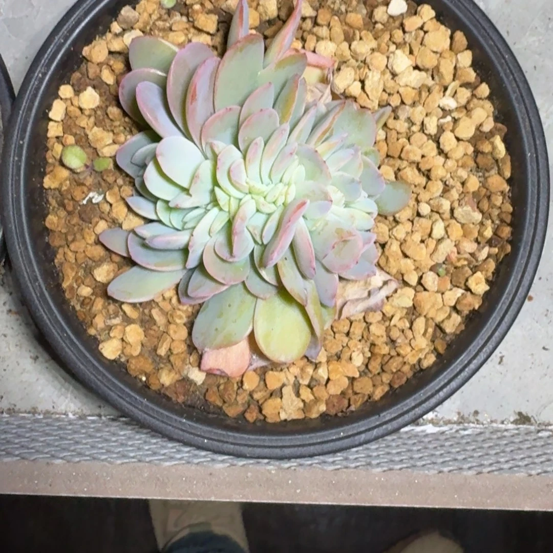 白凤 缀化 一物一拍