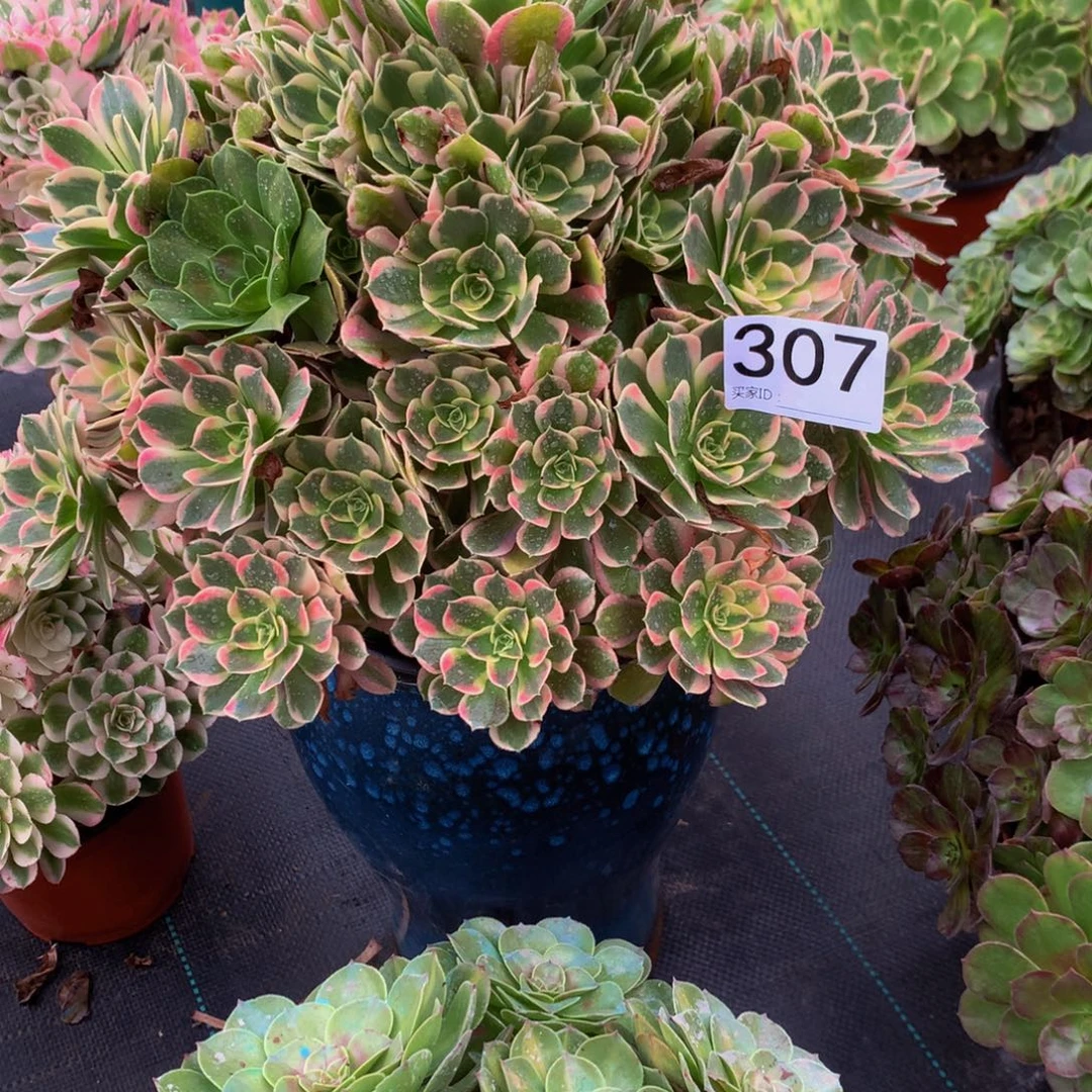 欧***饰法师多肉植物307七彩石