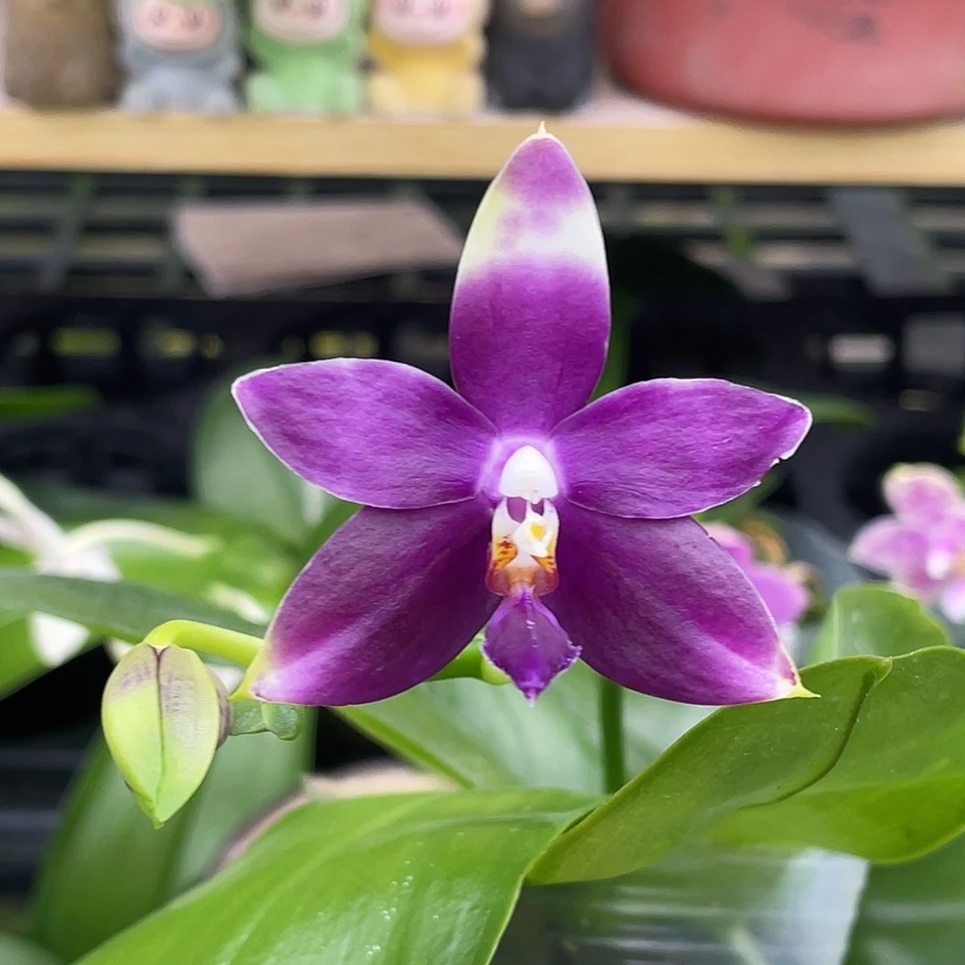 完全开放珍交豹2.5寸