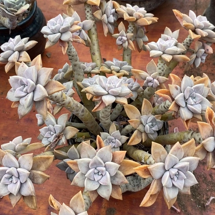 太子妃整无砍多肉