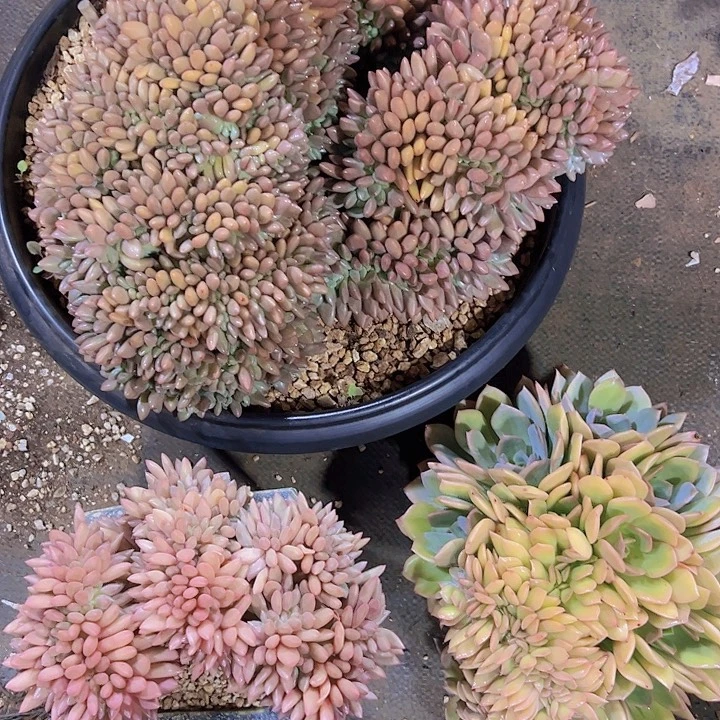 多肉植物哈哈哈哈哈哈