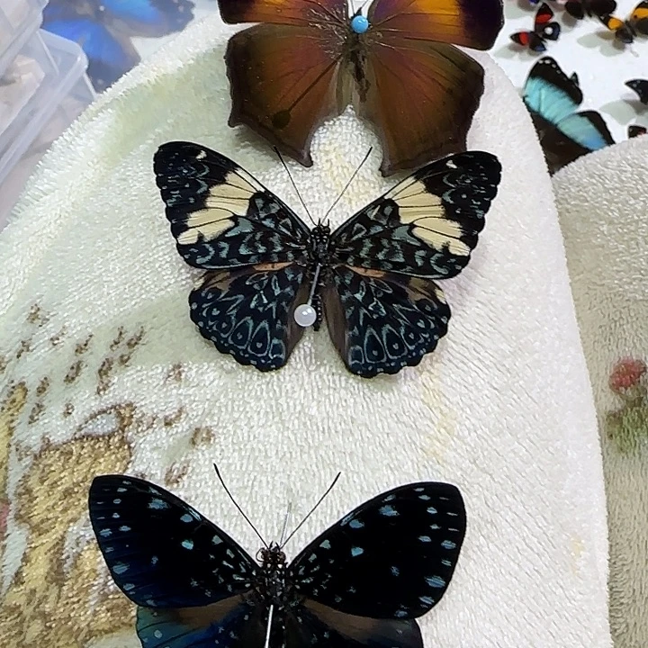 -***-三只蝴蝶压棉发出来