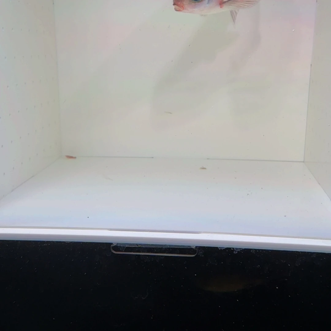 工具鱼红杂紫00000000