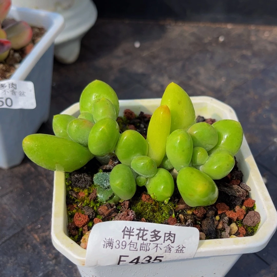 435-芒果奶多肉6cm