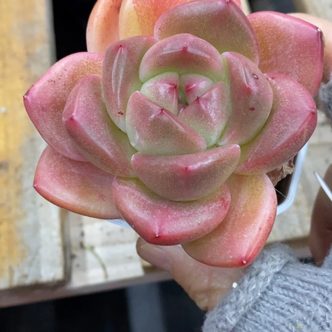 精品多肉一物拍不包整276