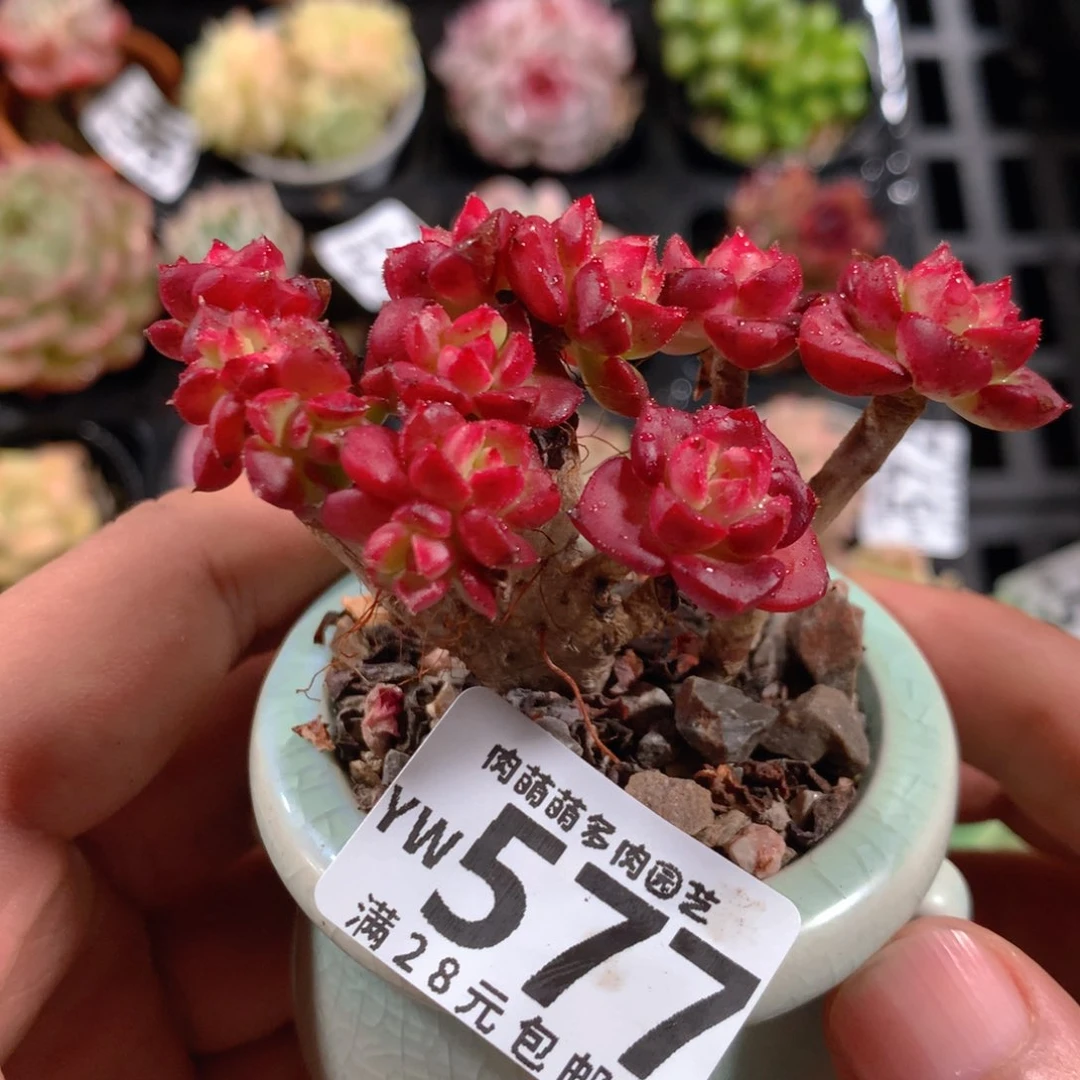 5CM拇指盆精控多肉YW577