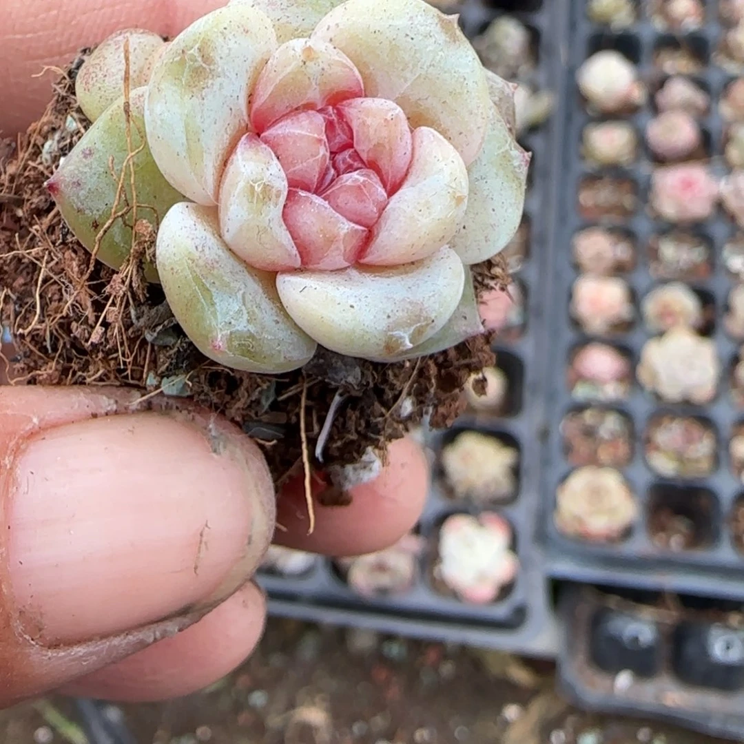 多肉小卡拉米糖心一物一拍