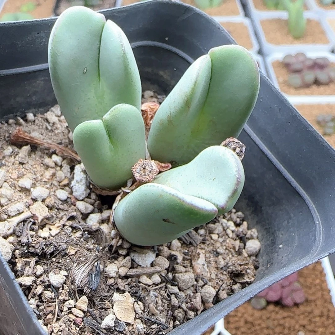 开播福利来啦44286