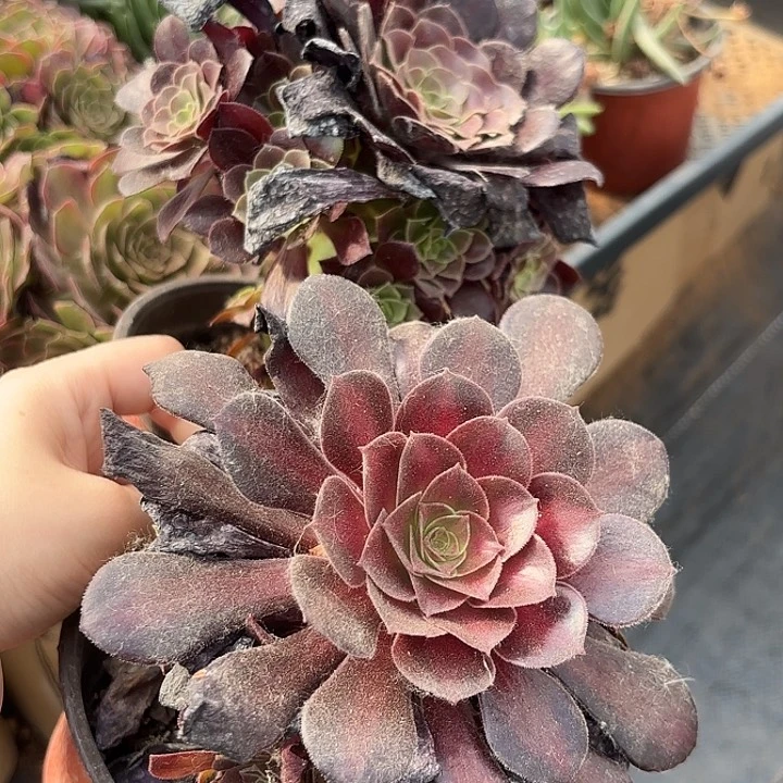 华纳法师随机2盆一组发货