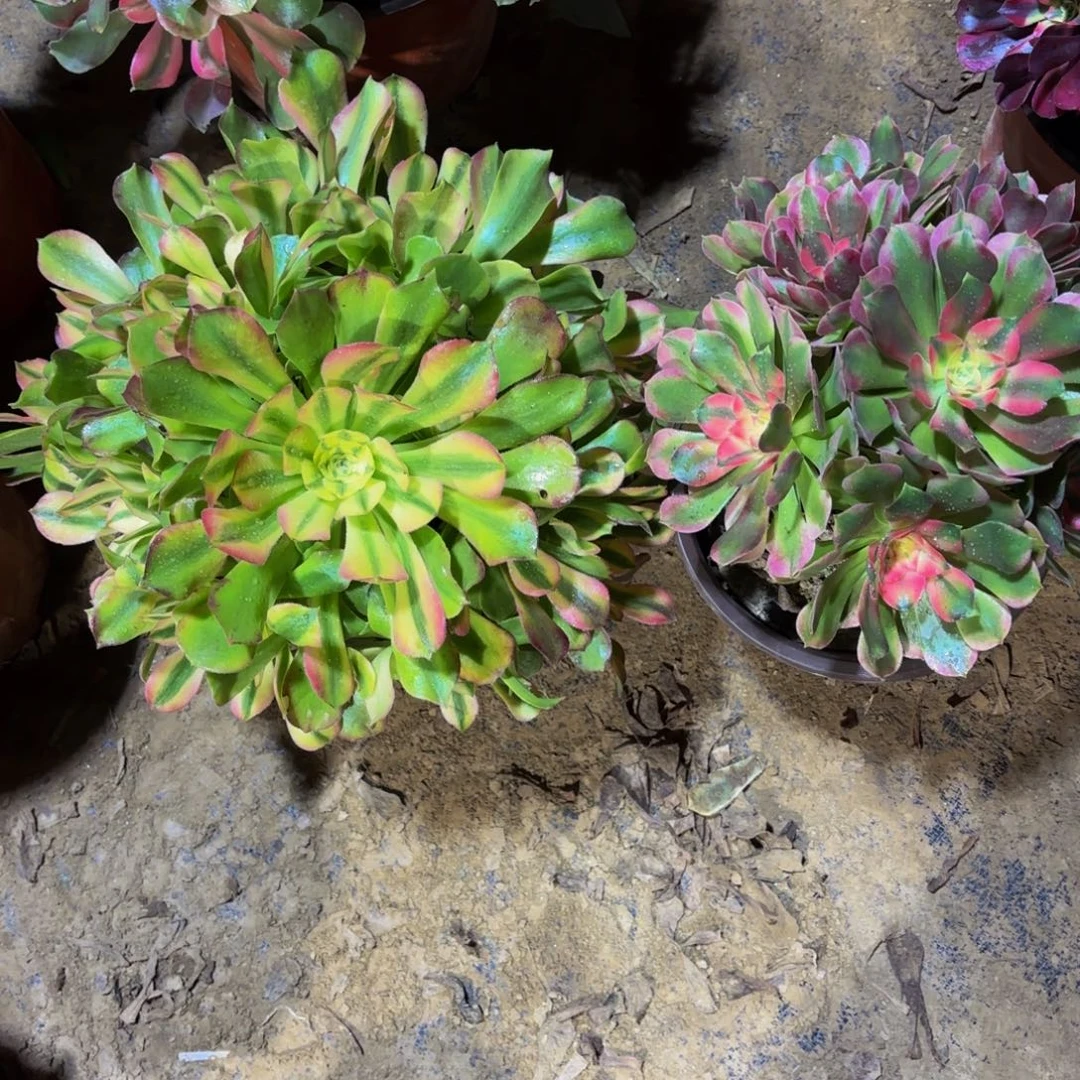 雅典娜香妃组合20.8