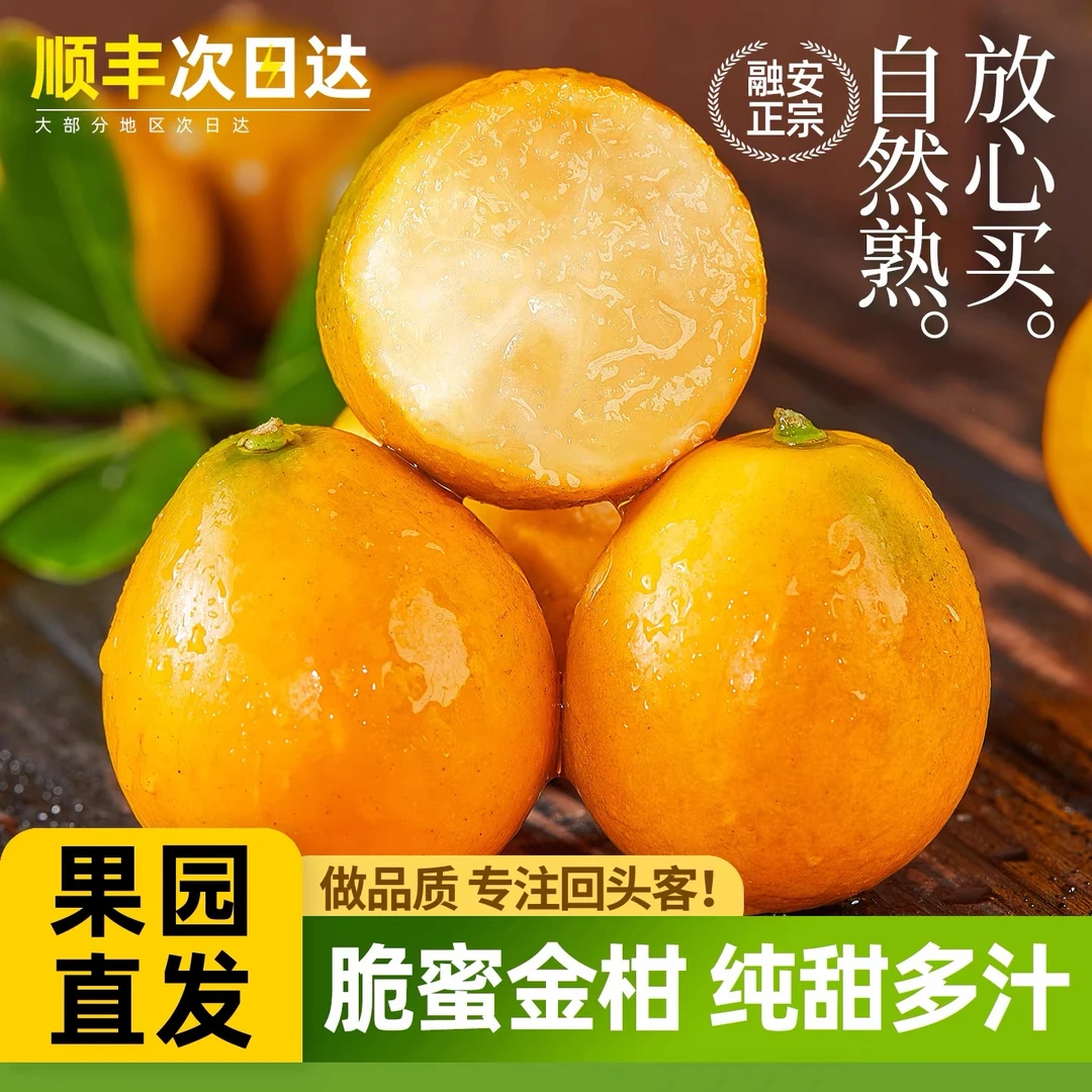 【三代脆蜜】融安脆蜜金桔新鲜水果当季现摘纯甜带皮吃优质优选现发