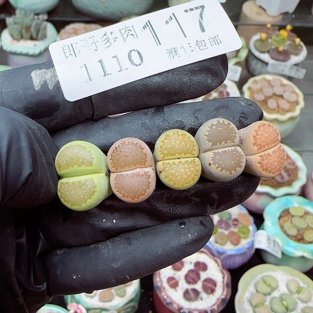 生石花满18包邮1110-117
