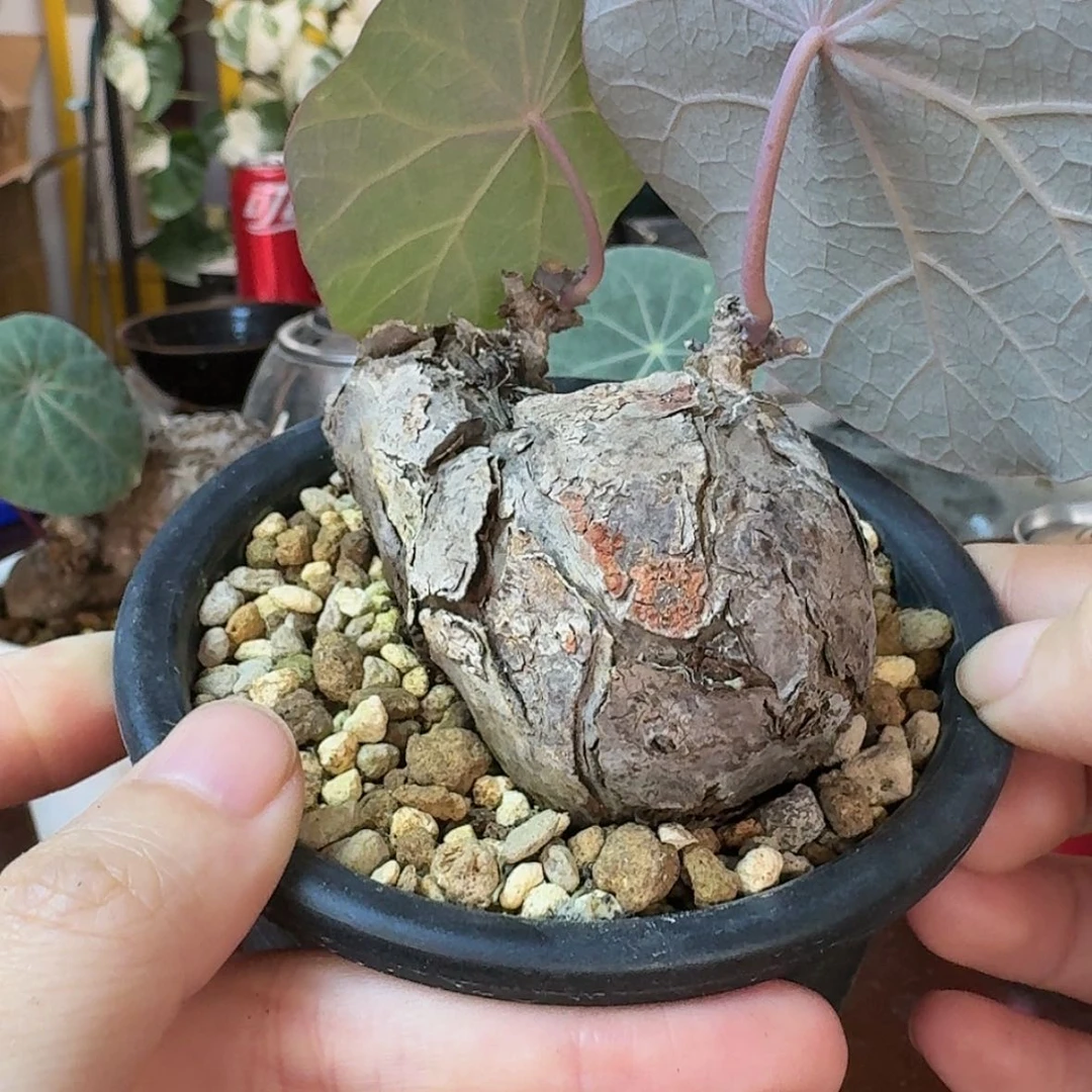 【闪购商品】养定一叶龟哈哈哈