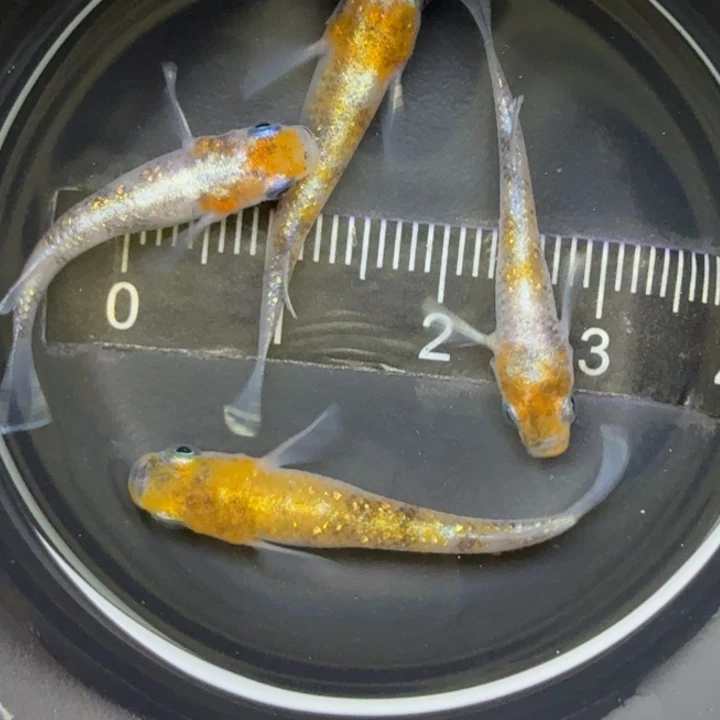 青鳉鱼04三色干41号