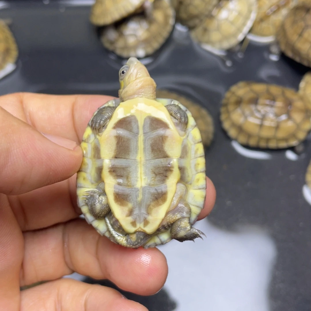绿毛龟母皖南小青一只牙底