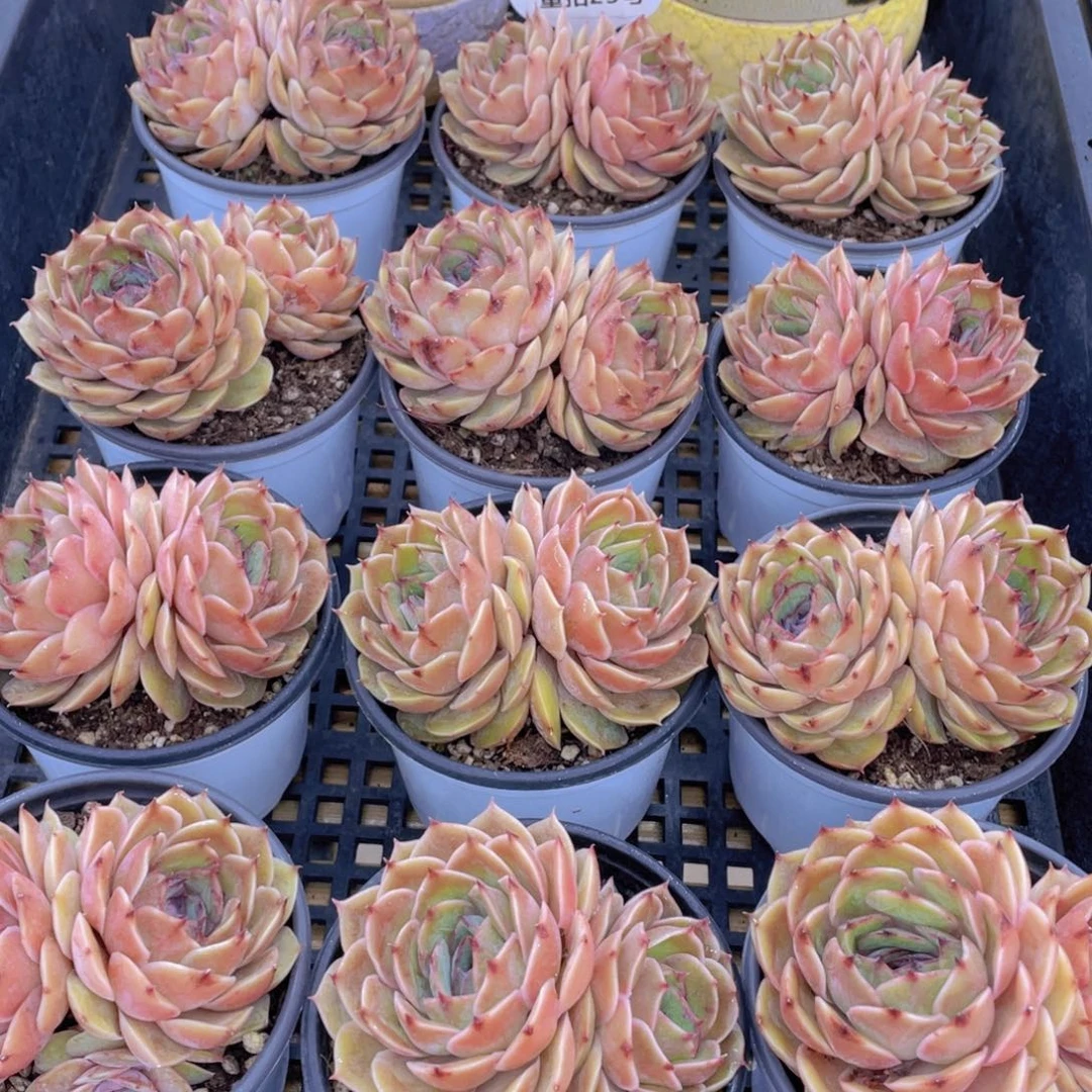 量拍25号 糖心昂斯诺大双头一个