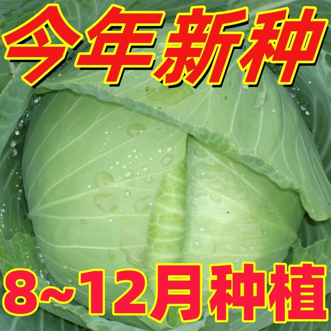 爆款京丰一号甘蓝种子盆栽四季播阳台蔬菜种子农家菜园种 包装随