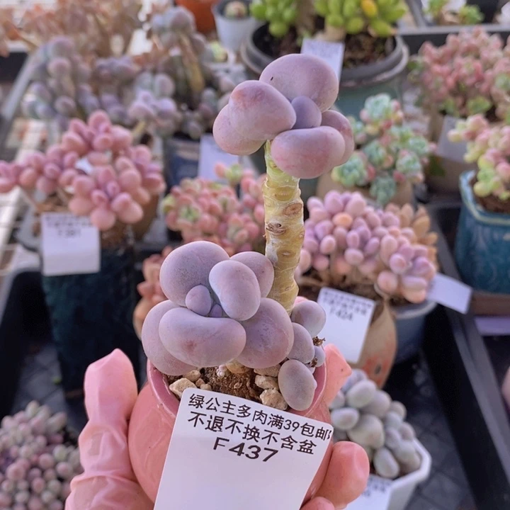 芭比奶洛老桩437多肉植物