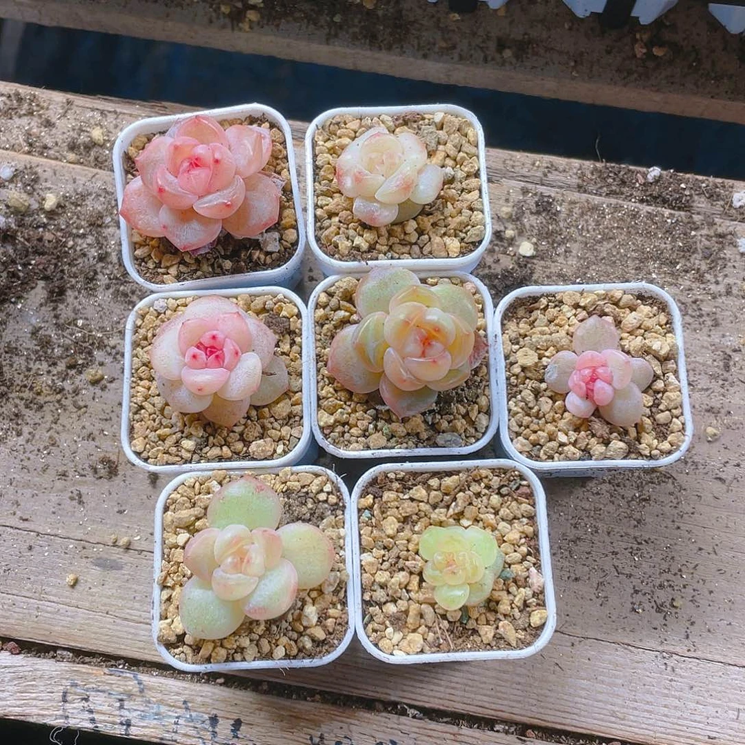 桃坞五个不同个体满25包邮