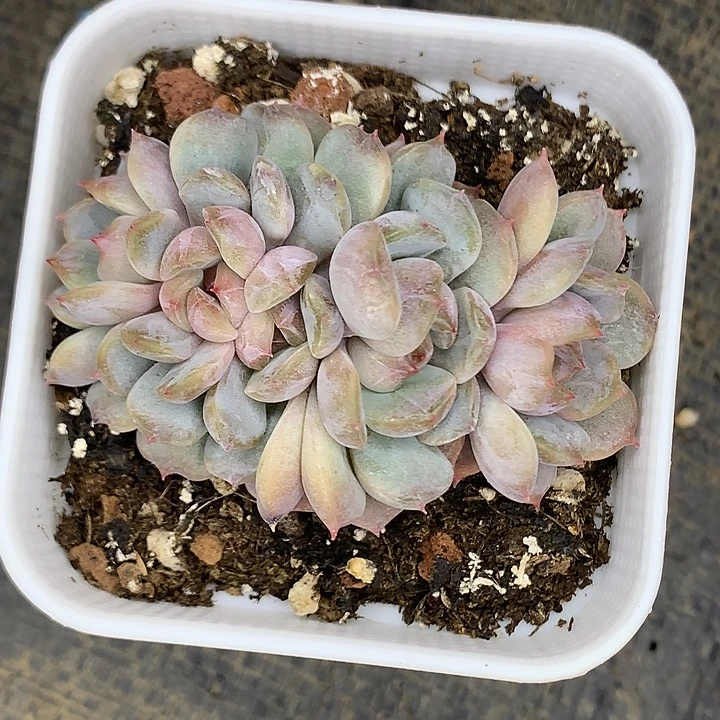 五头红恋朵朵111111