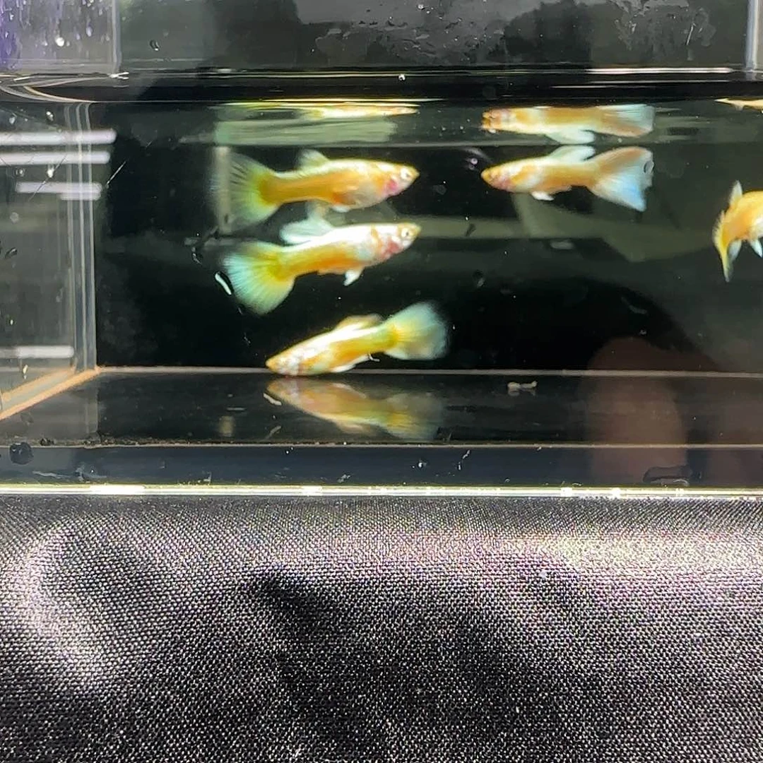 孔雀鱼关注主播可以竞拍