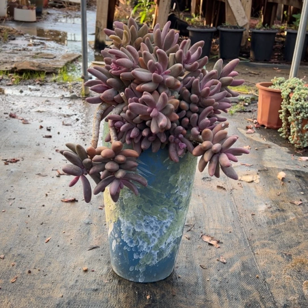 露养老桩红手指加盆加物流费