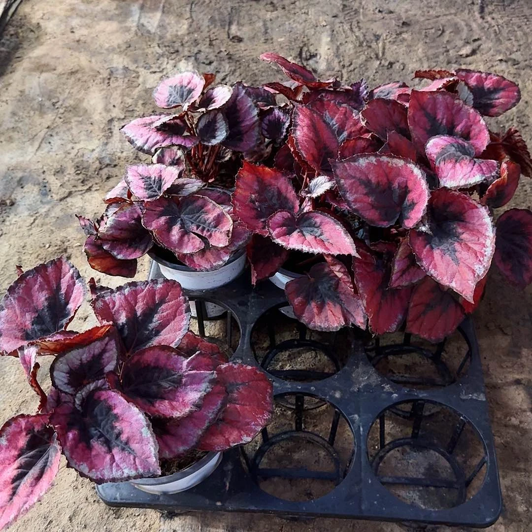 精品秋海棠红心皇后无售后