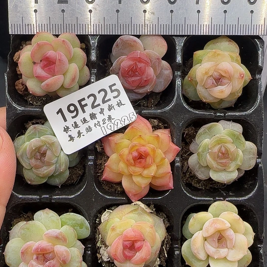 225九棵糖心珍妮混搭【肉肉尺寸1-2厘米很小介意勿拍】