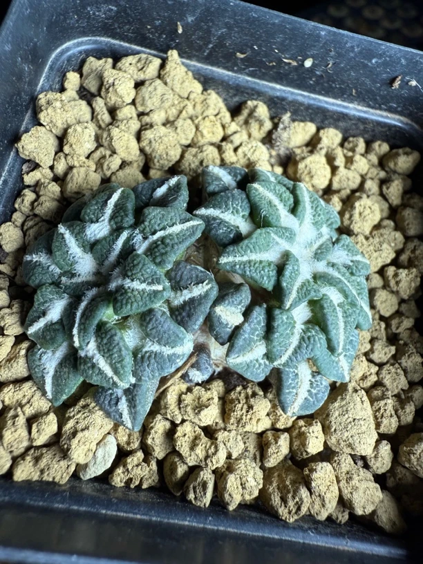 自根黑牡丹带盆发货尺寸4.7左右