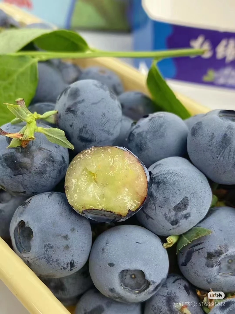 云南L25纯甜蓝莓