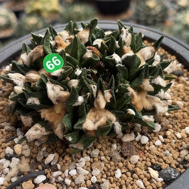 大***e苗接落地仙人球66