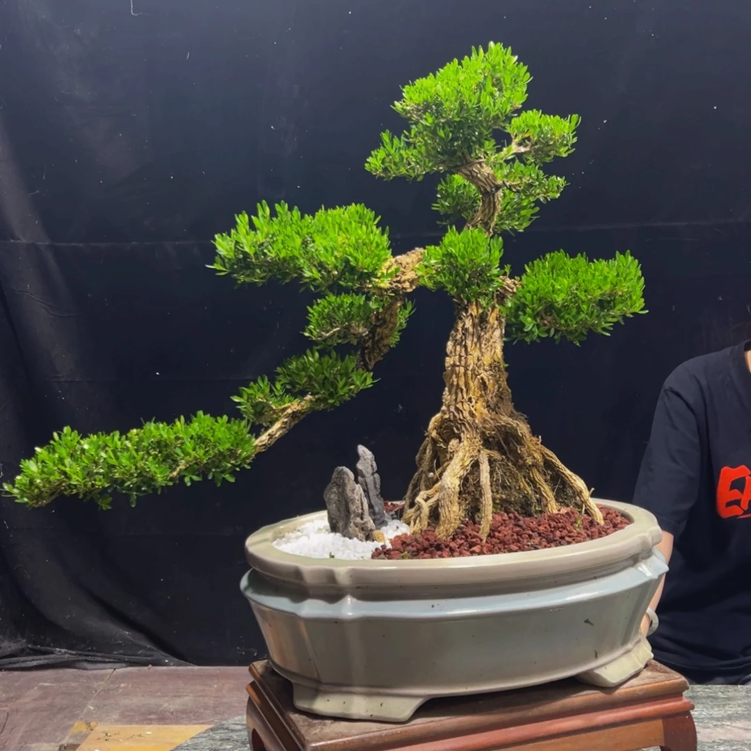 无花朵广东黄杨四季常青